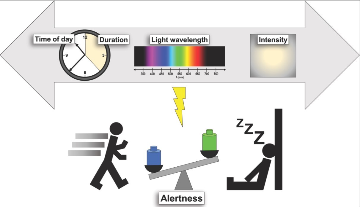 Alerting or somnogenic Light, Pick your color, Patrice Bourgin, Jeffrey Hubbard - LedStore Valon vaikutus virkeyteen ja unisuuteen