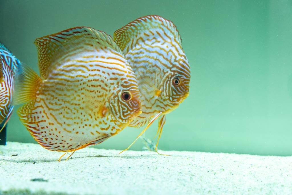 Logo LED STORE su sfondo verde con un quadrato bianco e testo in grassetto, che rappresenta soluzioni di illuminazione a LED ad alta efficienza energetica.