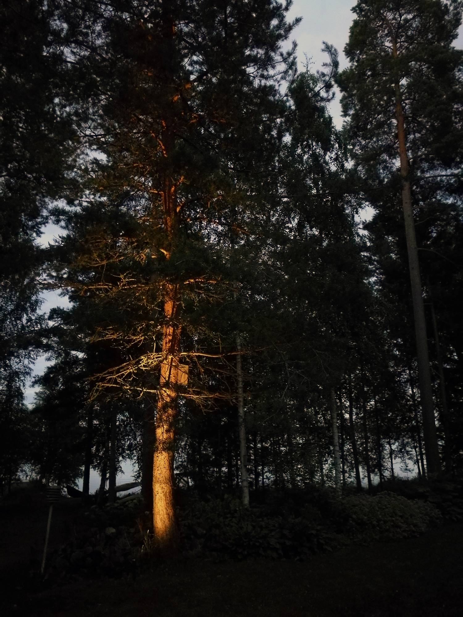 Evidenziazione di un albero in un cortile con un apparecchio direzionale per paesaggio. Ledstore.fi