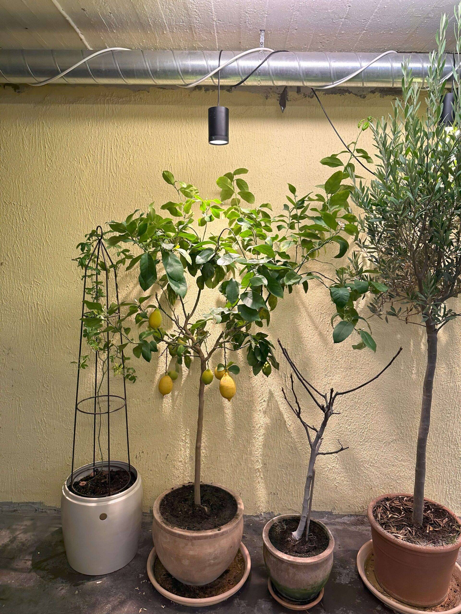piante da fiore e piante verdi, piccoli alberi nel seminterrato sotto una luce vegetale.