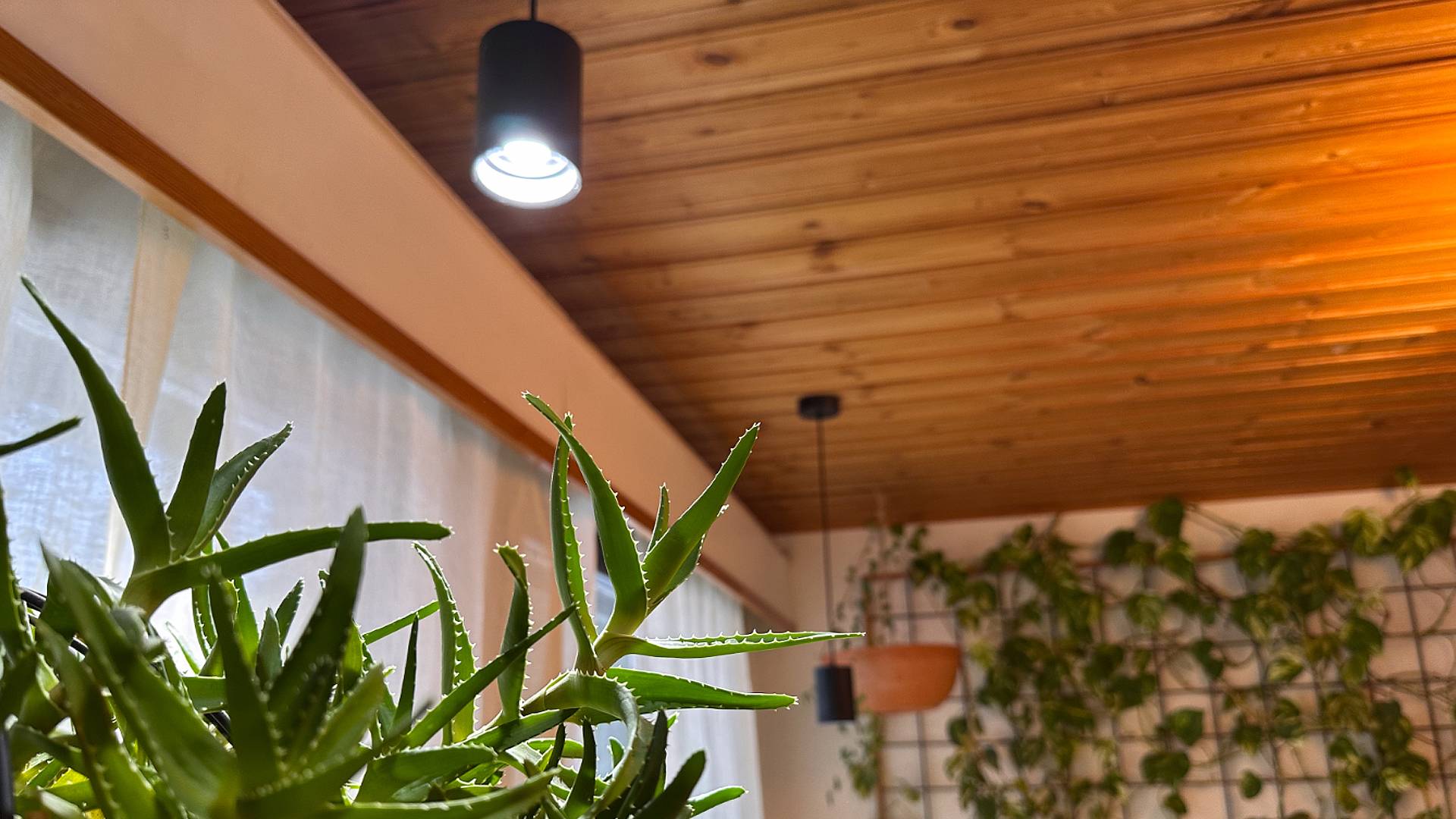 LedStore.fi offre la soluzione perfetta per creare un interno accogliente con l'illuminazione a LED. Gli apparecchi LED a sospensione montati su un soffitto in legno forniscono un'illuminazione elegante e a risparmio energetico. La grande pianta di aloe in primo piano e le piante verdi di diverse dimensioni appese alla parete di rete sullo sfondo creano un'atmosfera rigogliosa e fresca che dà vita allo spazio.