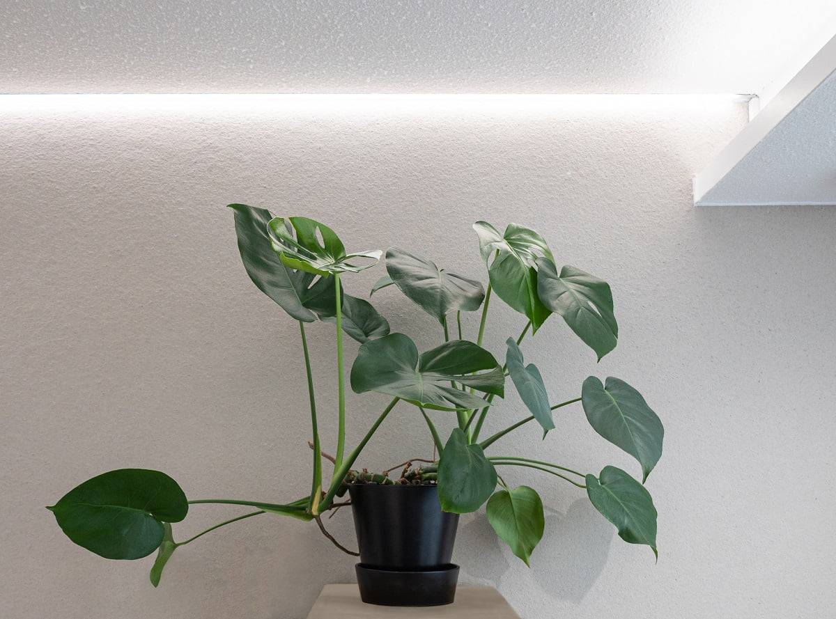 LedStore.fi offre un'ottima illuminazione LED d'ambiente per completare i tuoi interni. In questo esempio, una pianta di monstera verde in un vaso nero poggia su una superficie di legno chiaro. L'illuminazione a LED dall'alto esalta la bellezza della pianta. Quando la pianta si trova di fronte a una parete chiara e monocromatica, l'insieme crea un'aria circolare e rilassante nella tua casa o nel tuo ufficio.