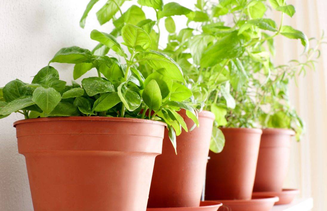 Vasi di terracotta con piante verdi con luci LED su un davanzale illuminato, per migliorare la crescita con l'illuminazione naturale e artificiale.