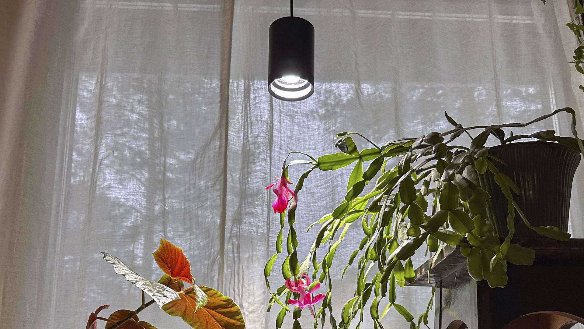 luce delle piante e piante da fiore