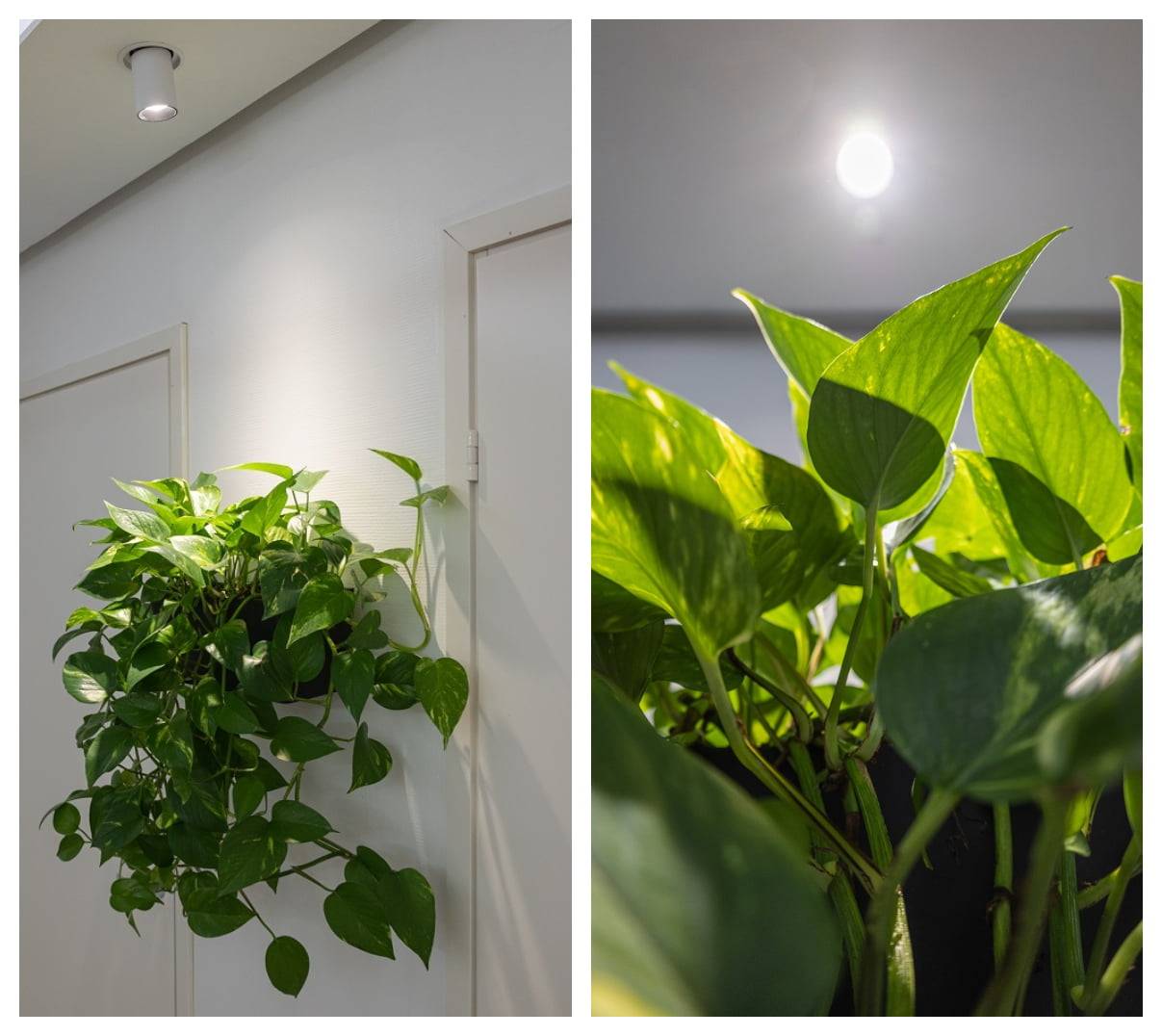 lampade a led come luci per piante