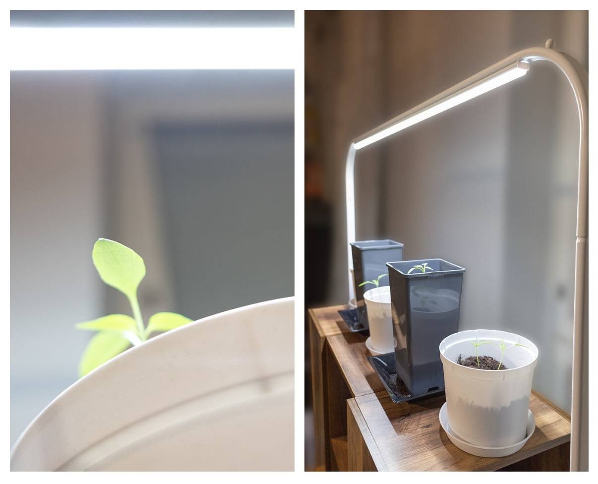Utilizzare le luci LED per coltivare le piante tutto l'anno