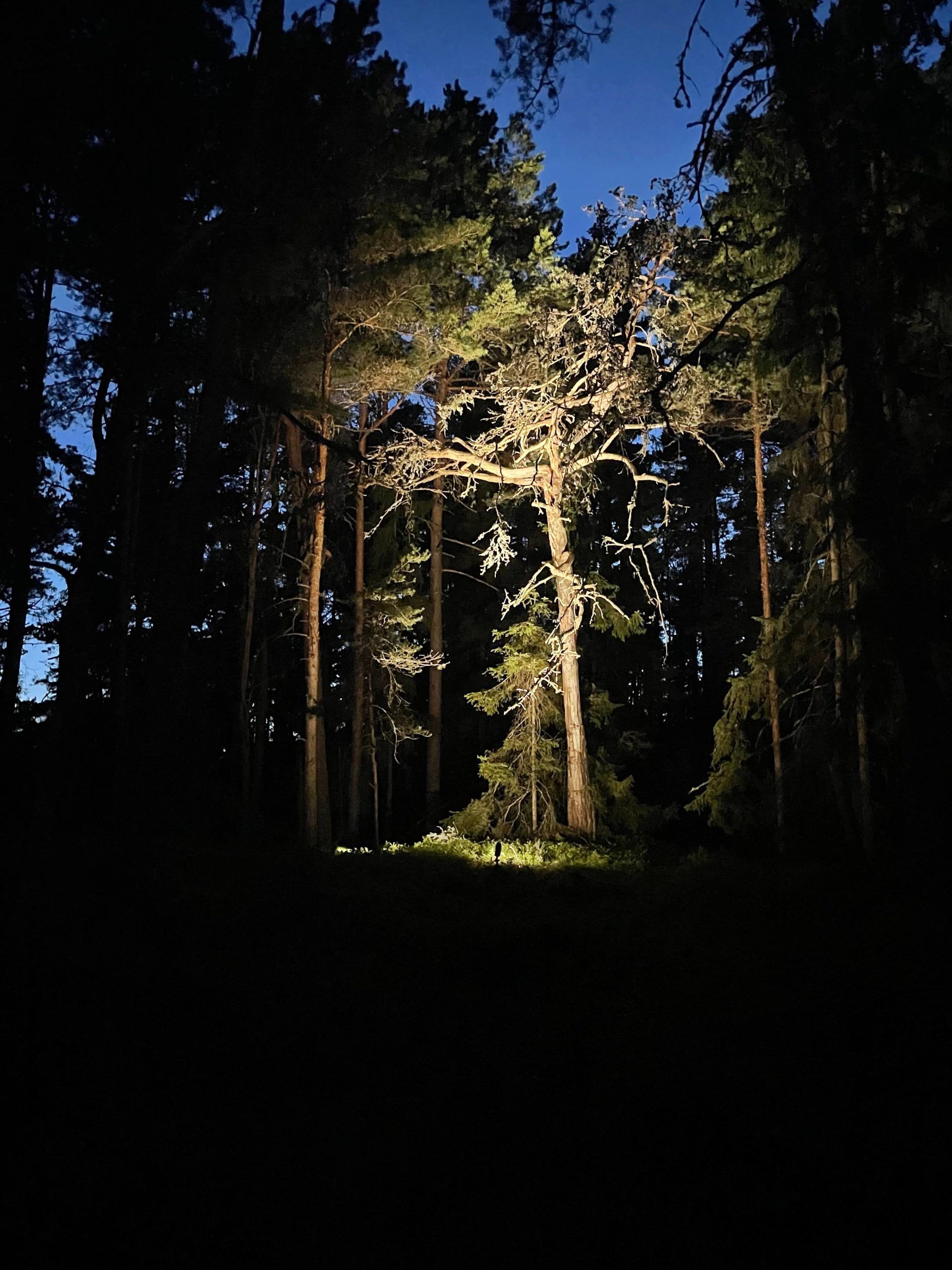 Lampada a terra a picco per l'illuminazione degli alberi.